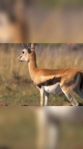 1.4M views · 10K reactions | Cheetahs' Smart Hunt | Real Wild | Facebook