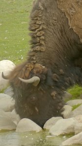 nothing could've prepared me for that poop shot #bison #bisons #canada #wildlife #animals #animalvideos #animalvideo #nature #wildlifeonearth #animalsofinstagram | Animalogic