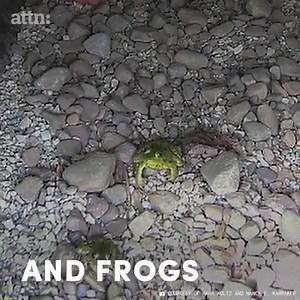 Bridges for Animals to Safely Cross Freeways are Popping Up Around the World https://mymodernmet.com/wildlife-crossings/ Wildlife Crossing: Tips to Avoid Animal-Vehicle Collisions https://exchange.aaa.com/safety/driving-advice/tips-to-avoid-vehicle-animal-collisions/#.XzB7eihKiUk | Animal Matters