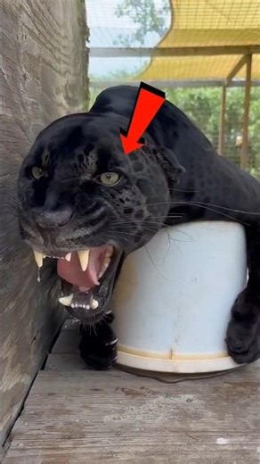 😱 Earth Dangerous Cat!.. Don't skip