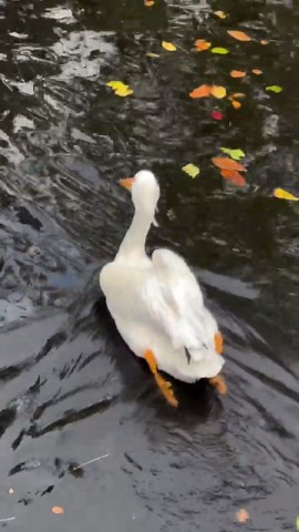 Zoo visitors find calm in a Sunday zen moment