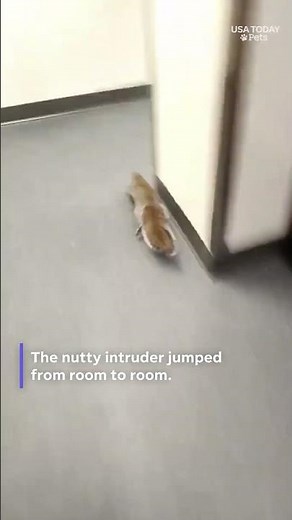 Watch what happens when a squirrel breaks into a police precinct, see the nutty situation