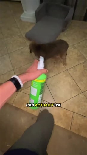 You don't need a million products to keep your home pest-free. BugMD makes it simple with a plant-powered formula to target 40 of indoor and outdoor pests for a safe and effective solution. 🐜🦟 ✅ Eliminates pests on contact with essential oils ✅ Safe for use around kids and pets ✅ Fast-acting and long-lasting protection ✅ Works on resistant species ✅ Easy to mix and spray Make the switch to BugMD and see why we have 45k ⭐️⭐️⭐️⭐️⭐️ reviews. 🙌 Right now, grab our Essential Pest Control and get u