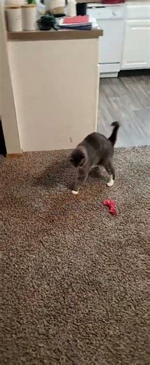 Demon destroys last speck of happiness, unfazed by action #cat