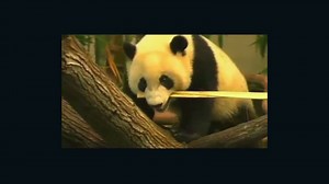 Can panda poop save you gas money?