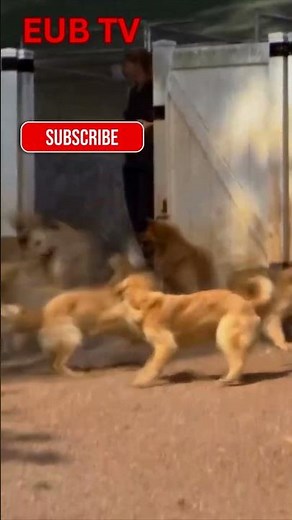 Why Service Dogs Are Trained with Love ❤️ Not Punishment 🚫🐶