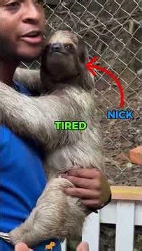 Would a Sloth Make a Good Pet? | Pets Rated 🦥😲