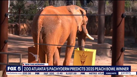 Zoo Atlanta elephant chooses winner of Peach Bowl