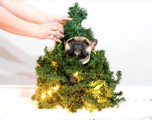 46K views · 1K reactions | I bet your Christmas tree doesn't look this good decorated  | Marcel the Frenchie | Facebook
