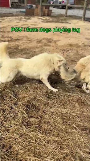 Farm Dogs Play Tag - Hilarious POV Adventure #FarmLife #DogsAtPlay