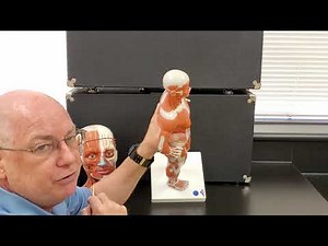 Professor Long 2401 Lab Muscles of the Head and Neck