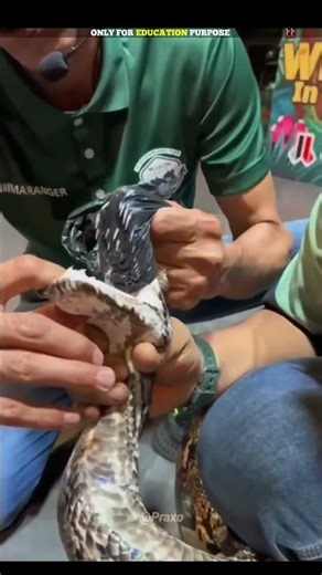 The Deadly Teeth of a Python Snake 😳