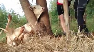 Cow got stuck with its head between a tree