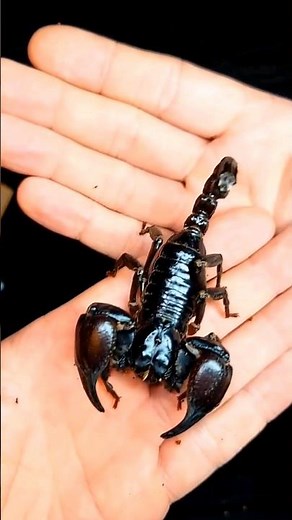 Unboxing HUGE Scorpion!!!