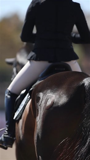 Clydesdale Horse vs Moose Show Jumping Competition