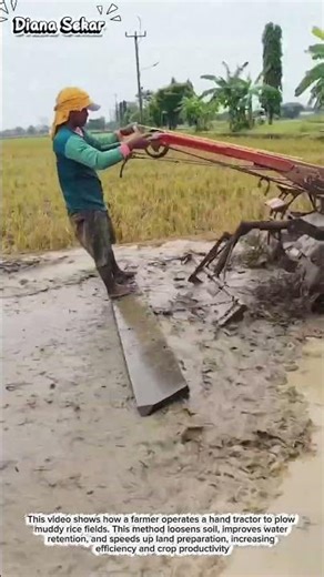 Traditional Rice Field Plowing Using a Hand Tractor | Boosting Farming Productivity