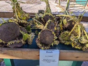 NEW at the farm stand--bunches of giant SUNFLOWER HEADS. Hang them from your trees and watch the birds enjoy the special treat. Also available: tomatoes, pumpkins, fresh eggs, corn stalks and fresh cut flowers. | Waardenburg Family Farm