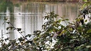 Ducks swimming on the water surface of a flooded river making circular ripples on the water surface.
