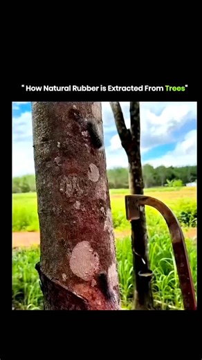 Explains Everything on Instagram: "Rubber is obtained from the latex of rubber trees. A thin diagonal cut is made on the tree bark, allowing latex to flow into attached collection cups. The latex is collected daily and filtered to remove impurities. An acid is added to coagulate the liquid into solid rubber sheets . . . . Proper tapping techniques ensure the tree remains healthy and continues producing latex for many years . . via : bellorathai/tt. . . . . . #knowledge #didyouknow #technology #h