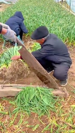 Efficient Traditional Garlic Harvesting with Large Manual Blade
