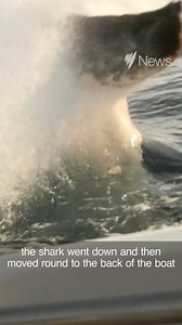 This Tasmanian father and son were filming the seals when a huge shark smashed into their boat. | SBS News
