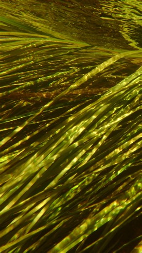 1.3K views · 25 reactions | POV: You are a fish in the East Branch of...