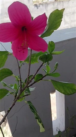 #motivation Nav-Dhara #gudiya shing #home remedi #ytshorts। ।