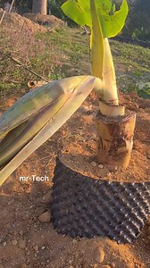 19K views · 112 reactions | Amazing banana | Agriculture Technology | Facebook