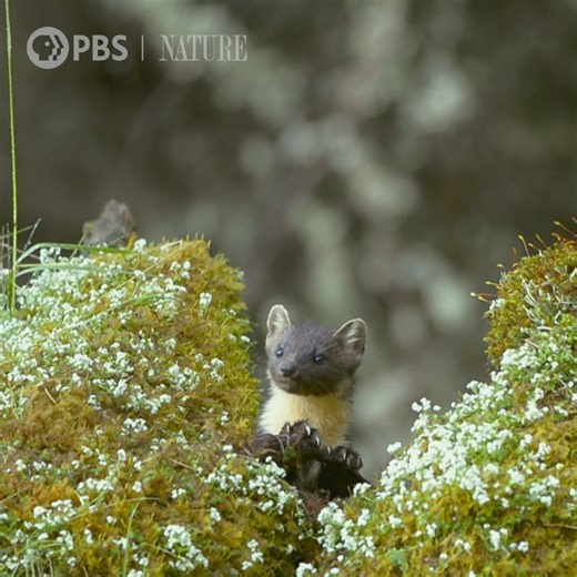 1.8K views · 39 reactions | There are a lot of beloved Martins on PBS, including Doc Martin and Martin Kratt from the Wild Kratts. Now meet another Marten -- the pine marten -- from our friends at Nature | PBS. | Nebraska Public Media | Facebook