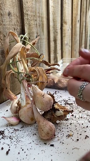How to collect and store tulip bulbs after the season has ended 🌷 #tulips #howtogrowtulips #gardening #ukflowers #ukgarden #howtostoretulips #gardentok