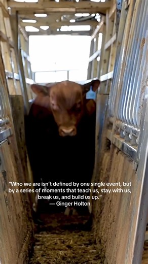 Character is in everything—it defines who we are and what we stand for. It’s not built overnight, it’s learned, earned, and lived every day. #holtoncattle #foryoupage #foryoupageofficiall #holtonbulls