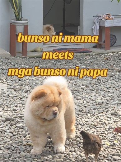 Bunso ni Mama vs. Bunso ni Papa: Chow Chow Showdown