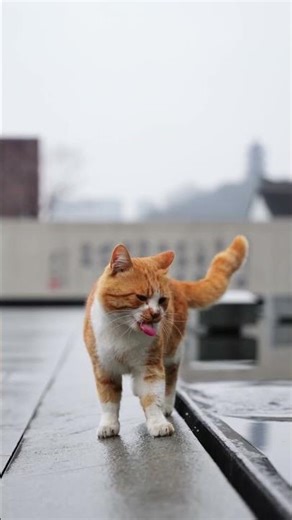 萌翻你们！ So cute! #pets #寵物友善日常#fpy