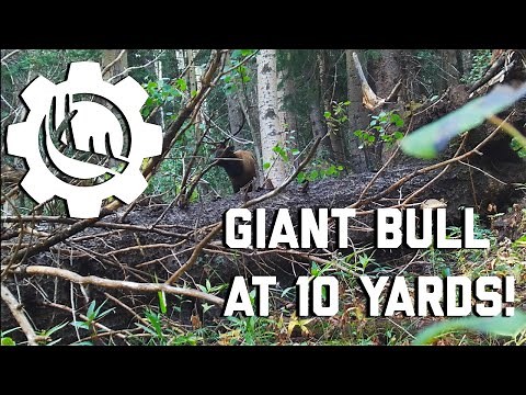 Colorado Archery Elk Hunt