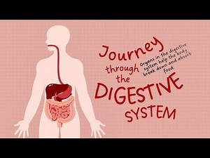 ⛨Journey Through the Digestive System | 🍔➡️💩 How Your Body Digests Food (Animated) #digestivesystem