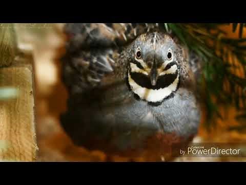 Zwergwachteln / Wachteln 姫ウズラ Kleinste Hühnervögel der Welt