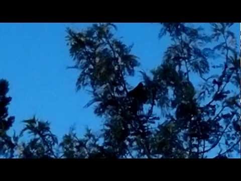 Call of the Pheasant Coucal