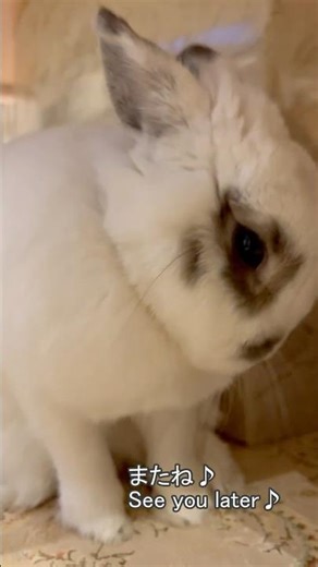 今週のぱんだ/This week's panda