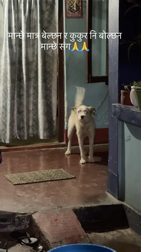 तपाईलाई अच्म्म लाग्ला कुकुर मान्छे संग बोल्छ भनेर ।यहा यो भिडियो हेर्नुस🤗🤗