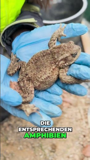 Saving toads 🐸 with FÖJ participant Jasmin in the Bavarian Forest National Park 🏞️