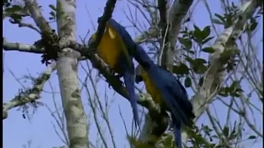 Baby Einstein: World Animals (Spanish 2002)