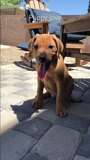 Puppy Celebration!-Rhodesian Ridgeback #puppy #guarddog #cutedoggo #traildog