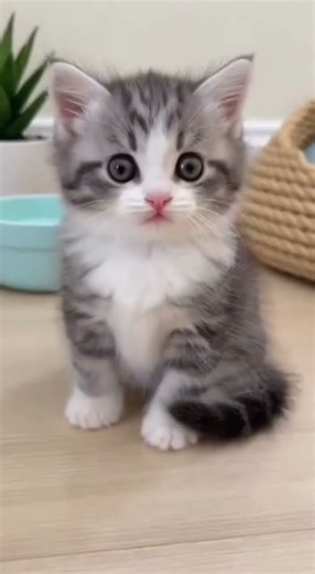 Kitten gets hiccups… starts fighting his own body. #kitten #hiccups #talkingkitten #scaredcat #fyp
