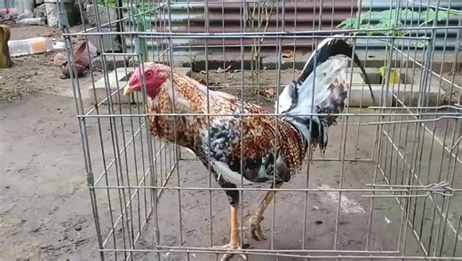 #bulicosgallosfinos #gallosfinos