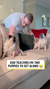1.3M views · 44K reactions | Teaching these two to behave is an impossible mission  | Dad Jokes | Facebook
