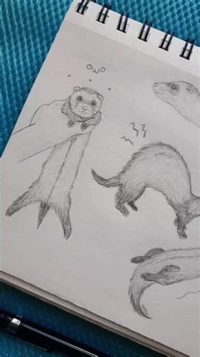 Cute Ferret Sketchbook Drawings and Art Ideas