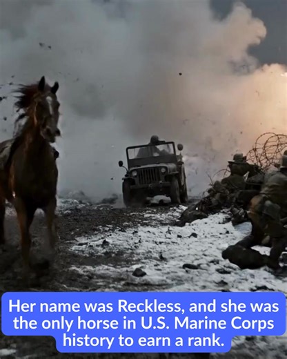 She wasn’t even five feet tall. But she carried ammo through machine-gun fire like she didn’t know fear existed. Her name was Reckless, and she was the only horse in U.S. Marine Corps history to earn a rank… and a promotion… and a chestful of medals. She started life far from the battlefield — a small chestnut mare in Korea, originally owned by a young boy who used her to help his family haul rice. She was gentle, smart, and tough, but no one imagined she would become a Marine legend. Then came 