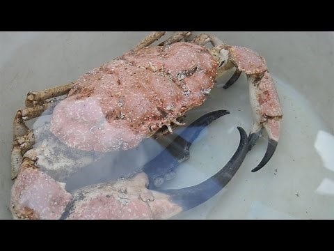 Huge Tazmanian King Crab