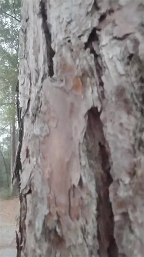 Big bad Wolf (@charlesigus)’s video of big bad wolf whistling