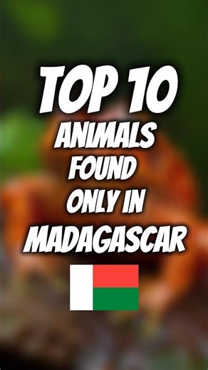 Top 10 Animals Found Only in Madagascar 🇲🇬